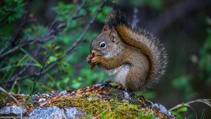 Alaska red squirrel eatting a acorn in Denali park