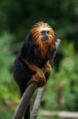 Portrait of Tamarin with golden head standing on branch
