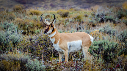 Side view of a California pronghorn in the desert