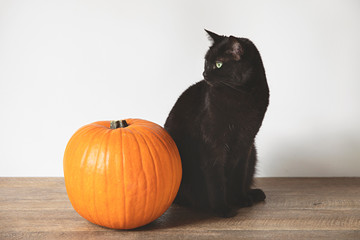 Black Cat sitting next to halloween pumpkin against white background