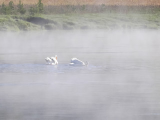 wide shot of white pelicans feeding during the morning on the yellowstone river