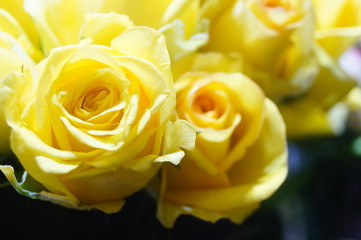 A close-up of the roses