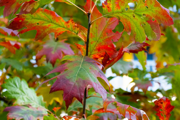 Maple leaves changing color from green to red and dark red in Fall
