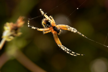 Araña