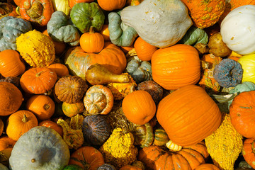 Background of pumpkins and squash in Dallas, Texas