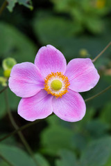 Close up of small pink/mauve flower with yellow center against green leaves © Bob