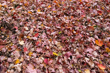 Dead leaves in a cluster in fall