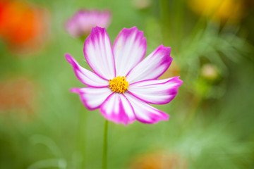 コスモス