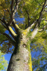 秋の朝日のあたる色づき始めた公園の欅の木と青空