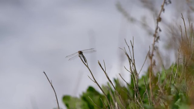 A dragonfly rests on a branch
