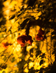 Pink Flower in Yellow Light