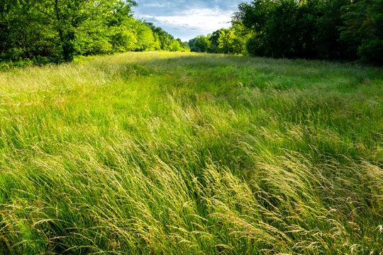 This beautiful prairie scene filled with tall Blue Stem grass and lined with trees is a picturesque view of the Kansas prairie.