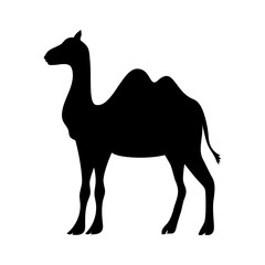 cute camel manger animal character