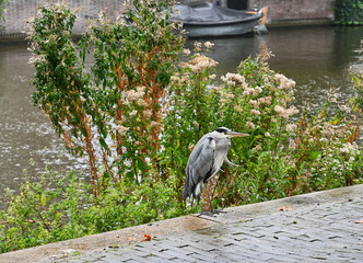 Grey Heron by Wildflowers on Canal with Boat in Background in Amsterdam Netherlands