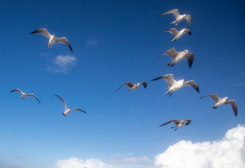 Birds on the wing