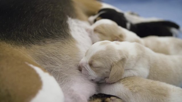 A small litter of newborn beagle puppies feed of their mother's milk.