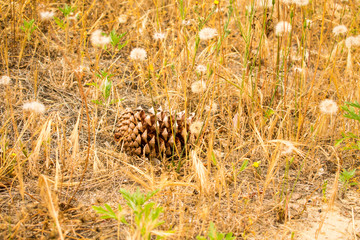 Pine cone