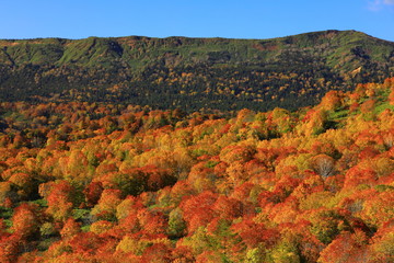 紅葉の八幡平