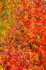 Fall foliage