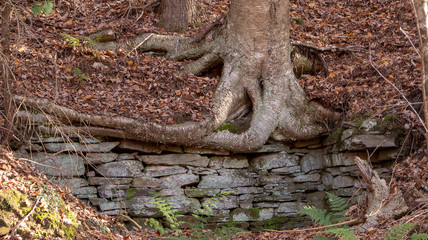 roots of an old tree over stone wall