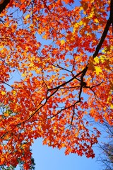 Colorful golden and red foliage of a maple tree in autumn
