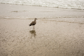 seagull 
