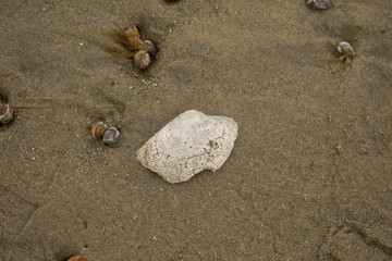 shells on the beach