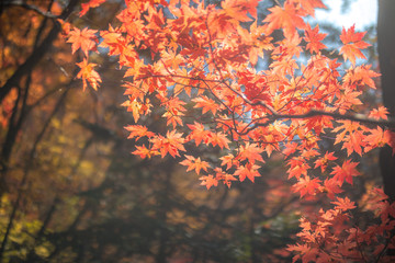 autumnal trees stained with autumn foliage.