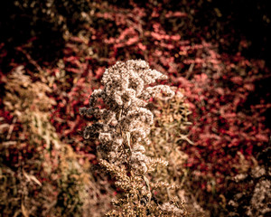 dried flowers