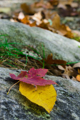 autumn leaves on the ground