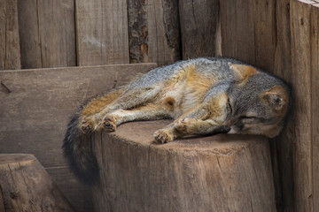 gray fox resting on wooden logs