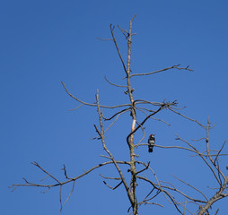 Acorn Woodpecker perched on a dead tree with blue sky background