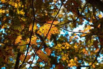 Yellow maple leaves in autumn