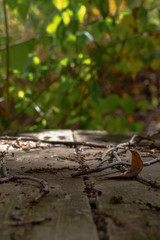 autumn leaves on wooden table
