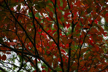 Green and Red Leaves on Tree Branches