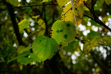 Green Leaves Changing During Fall