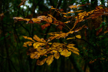 Golden Fall Leaves on a Tree