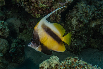 Fish swim in the Red Sea, colorful fish, Eilat Israel