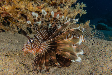 Lion fish in the Red Sea colorful fish, Eilat Israel