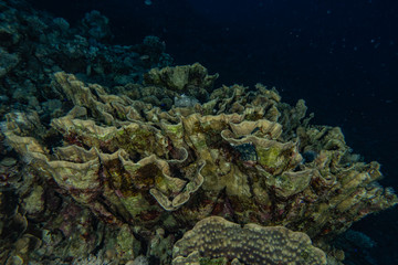 Coral reefs and water plants in the Red Sea, Eilat Israel