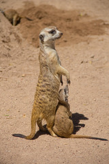 Meerkat and its young in the desert 
