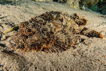 Fish swim in the Red Sea, colorful fish, Eilat Israel