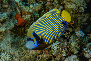 Fish swim in the Red Sea, colorful fish, Eilat Israel