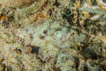 Coral reefs and water plants in the Red Sea, Eilat Israel