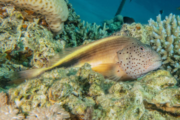 Fish swim in the Red Sea, colorful fish, Eilat Israel