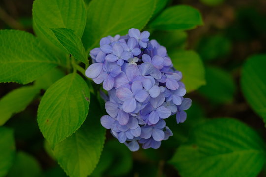 孝房 田中 Photos Images Assets Adobe Stock 孝房 田中 Photos Images Assets Adobe Stock
