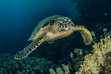 Obraz na płótnie Canvas sea turtle in the Red Sea, dahab, blue lagoon sinai