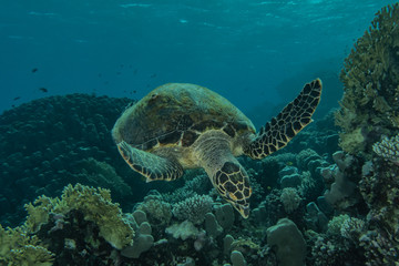 sea turtle in the Red Sea, dahab, blue lagoon sinai