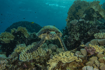 Naklejka na ściany i meble sea turtle in the Red Sea, dahab, blue lagoon sinai