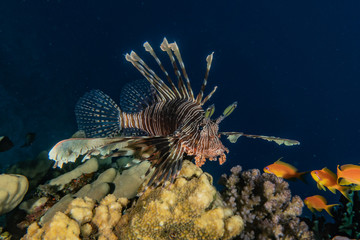 Lion fish in the Red Sea colorful fish, Eilat Israel